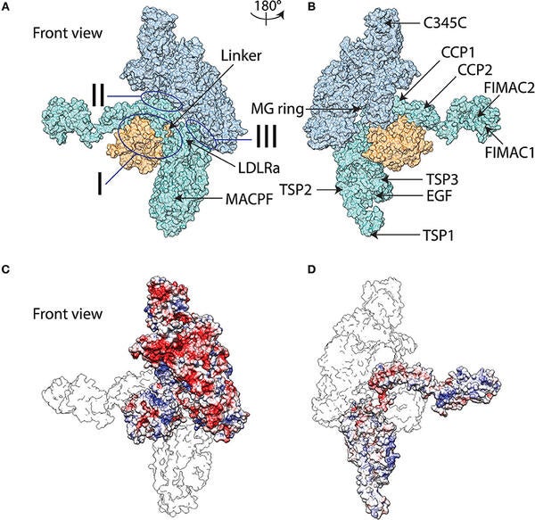 graphical_abstract_image Thumbnail